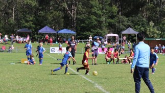 Sydney FC Brings Sky Blue Energy to Shoalhaven with Inaugural Gala Day